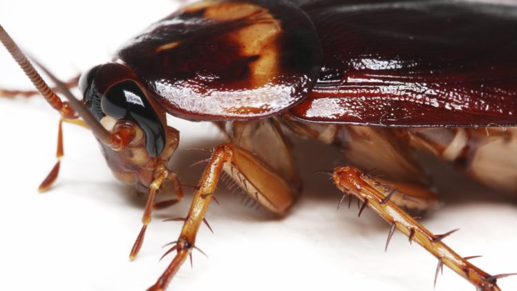 cucaracha, Insectos, Animales HD Wallpaper Desktop Background