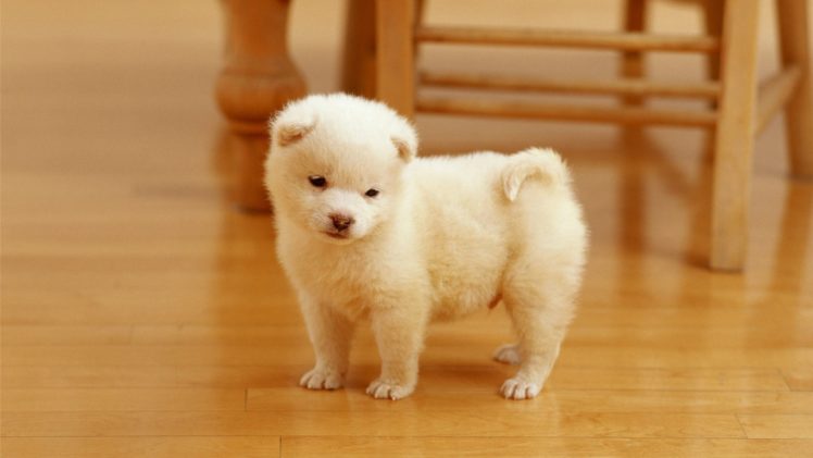animal, Cute, Dog, White HD Wallpaper Desktop Background