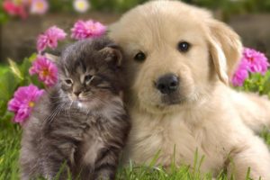 animal, Cute, Dog, White, Friend, Cat, Flower