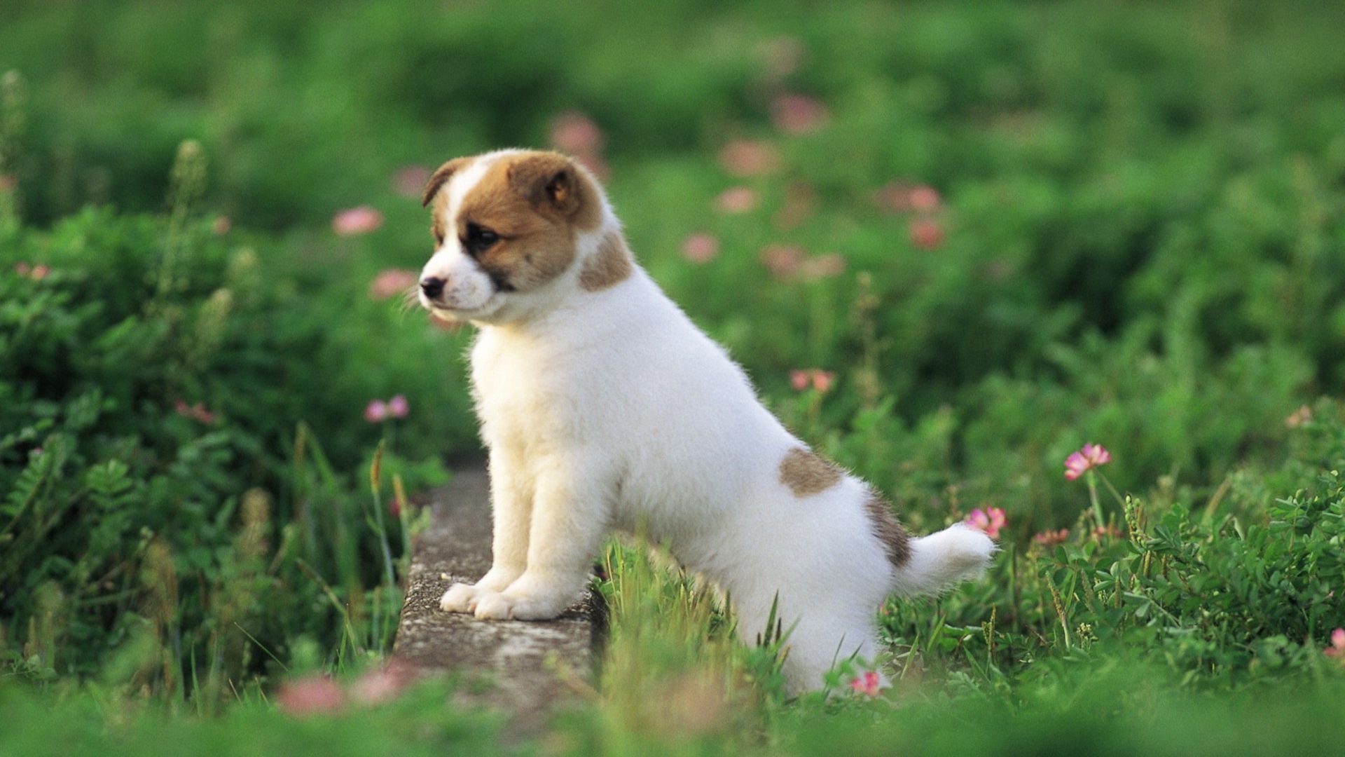 cute, Puppies, Animal, Dog, Flower Wallpaper