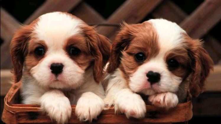 cute, Puppies, Animal, Dog Wallpapers HD / Desktop and Mobile Backgrounds