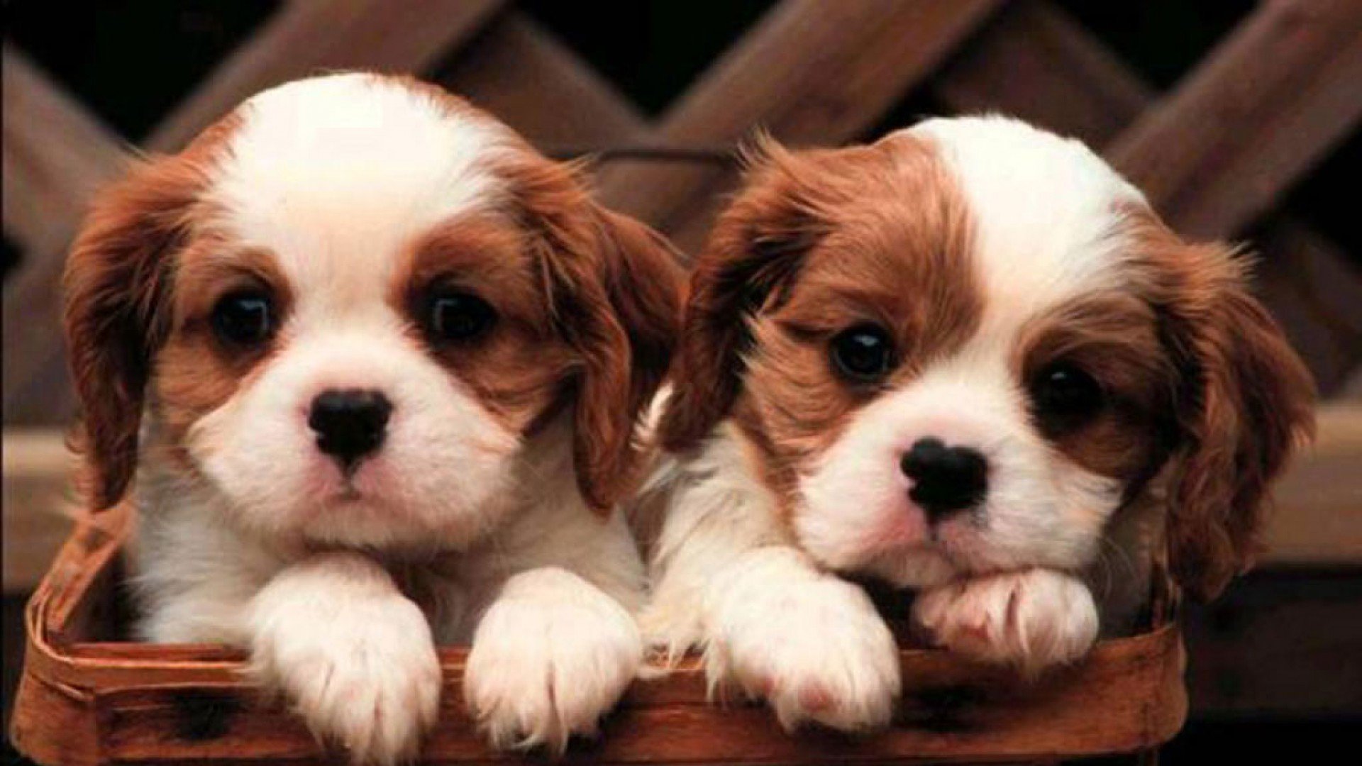 cute, Puppies, Animal, Dog Wallpaper