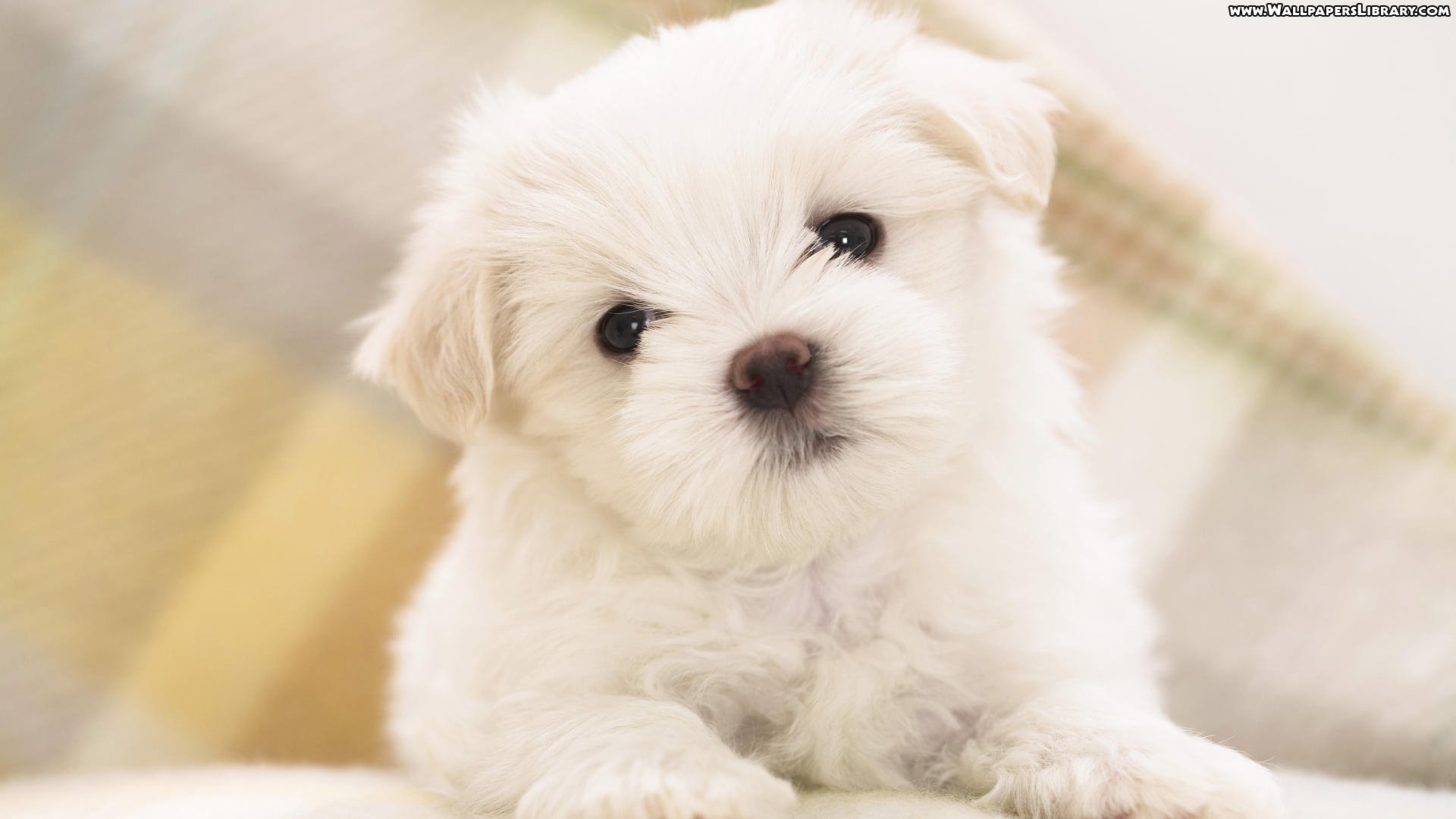 cute, Puppies, Animal, Dog Wallpaper