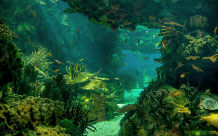 sea, Seabed, Landscape, Underwater, Ocean, Fish HD Wallpaper Desktop Background