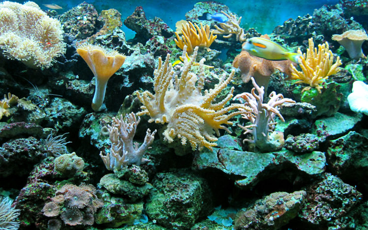 sea, Underwater, Ocean, Reef, Fish HD Wallpaper Desktop Background