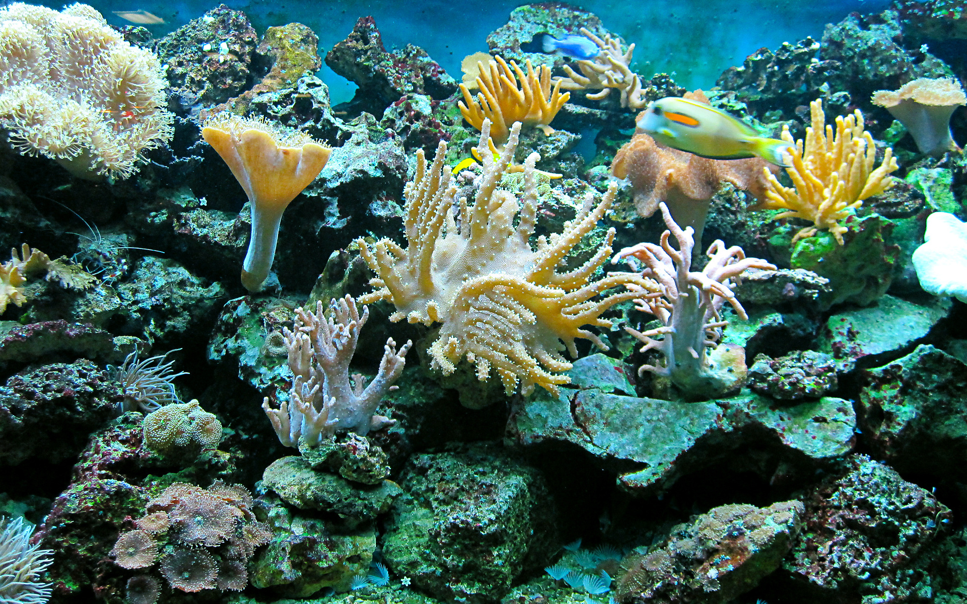 sea, Underwater, Ocean, Reef, Fish Wallpaper