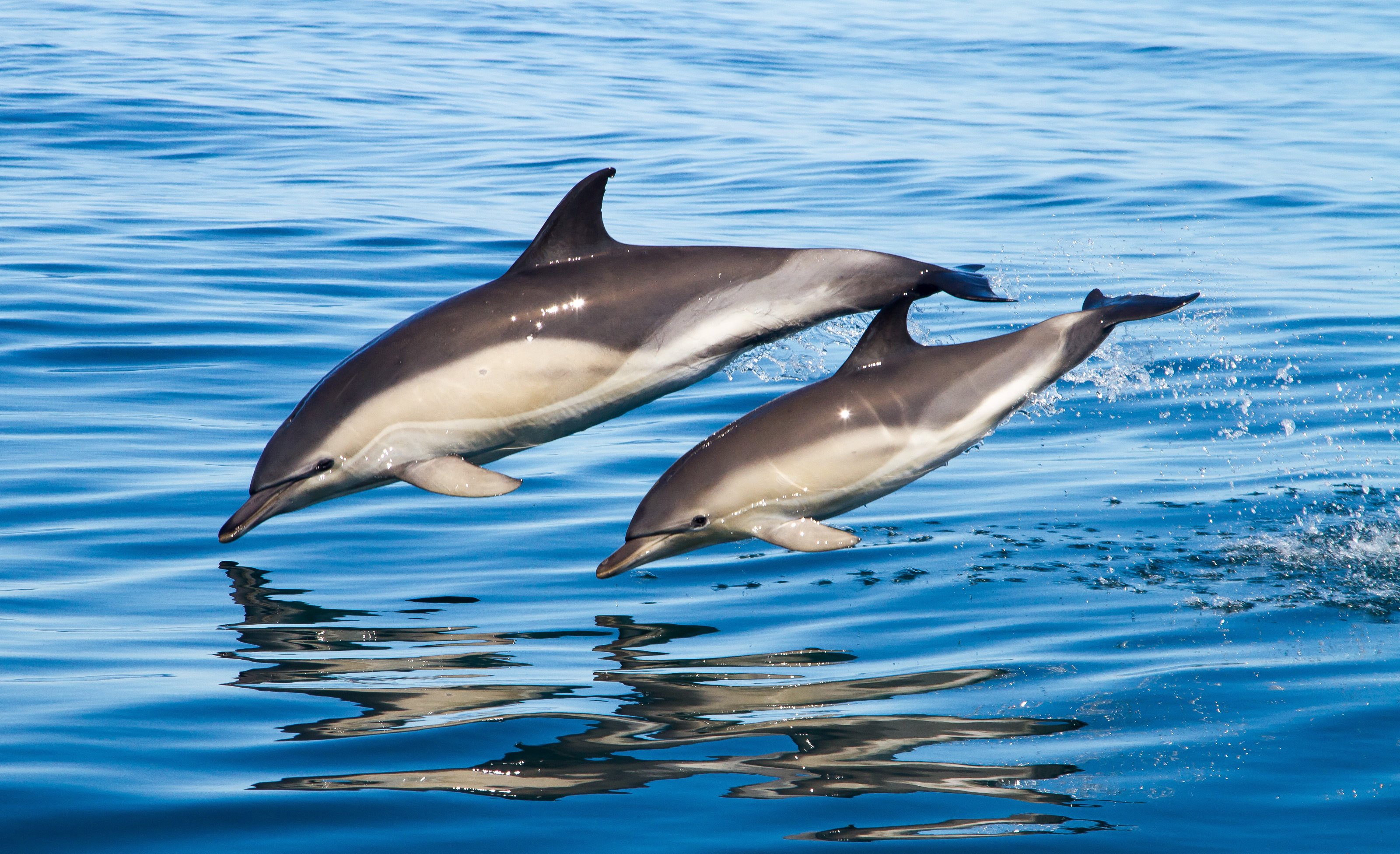 dolphin, Sea, Water Wallpaper