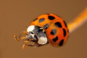 ladybug, Closeup, Animals