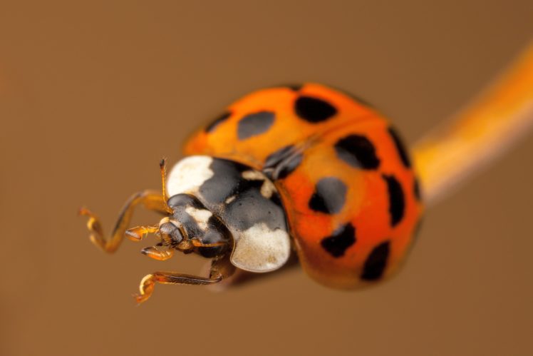 ladybug, Closeup, Animals HD Wallpaper Desktop Background