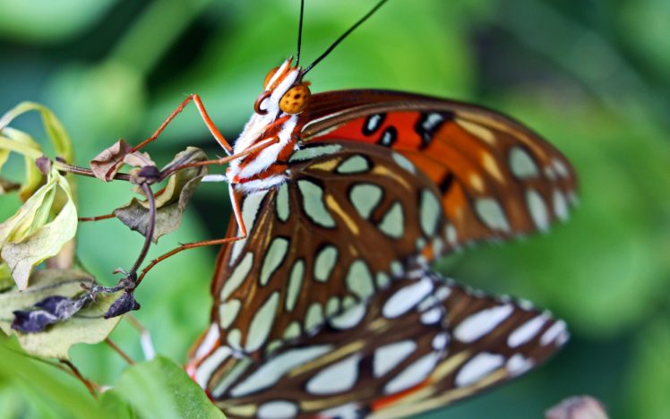 butterflies, Closeup, Animals, Butterfly HD Wallpaper Desktop Background