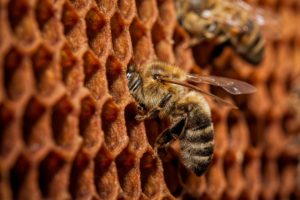 closeup, Bees, Animals, Bee