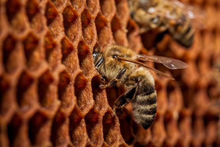 closeup, Bees, Animals, Bee HD Wallpaper Desktop Background