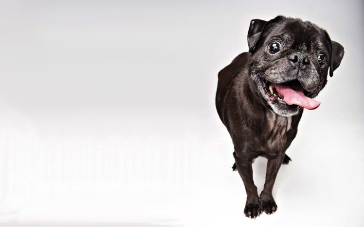 dogs, Black, Pug, Animals HD Wallpaper Desktop Background