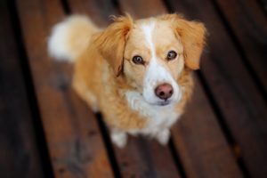 dogs, Glance, Animals, Wallpapers