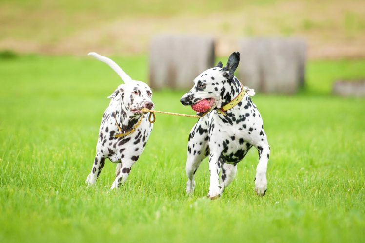 dogs, Dalmatian, Two, Run, Grass, Animals HD Wallpaper Desktop Background