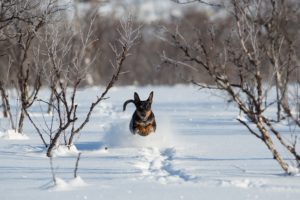dogs, Snow, Run, Jump, Animals, Winter