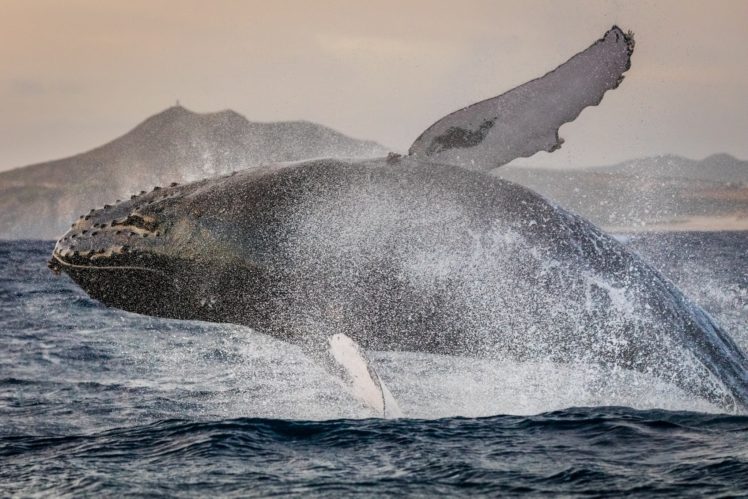 whale, Jump, Power, Spray HD Wallpaper Desktop Background