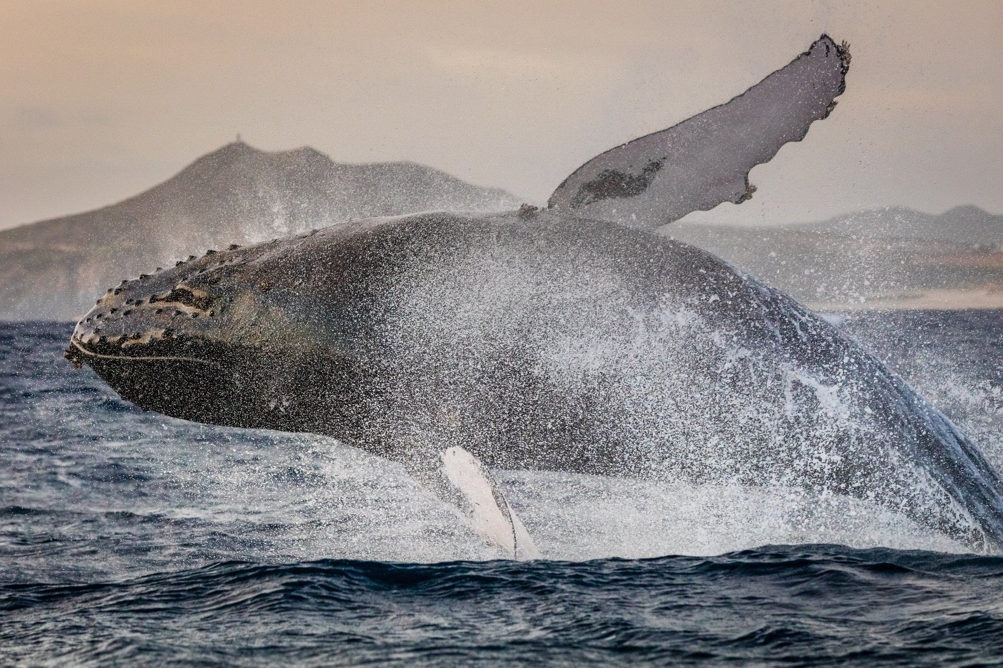 whale, Jump, Power, Spray Wallpapers HD / Desktop and Mobile Backgrounds