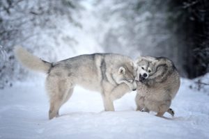 winter, Forest, Snow, Dogs, Husky
