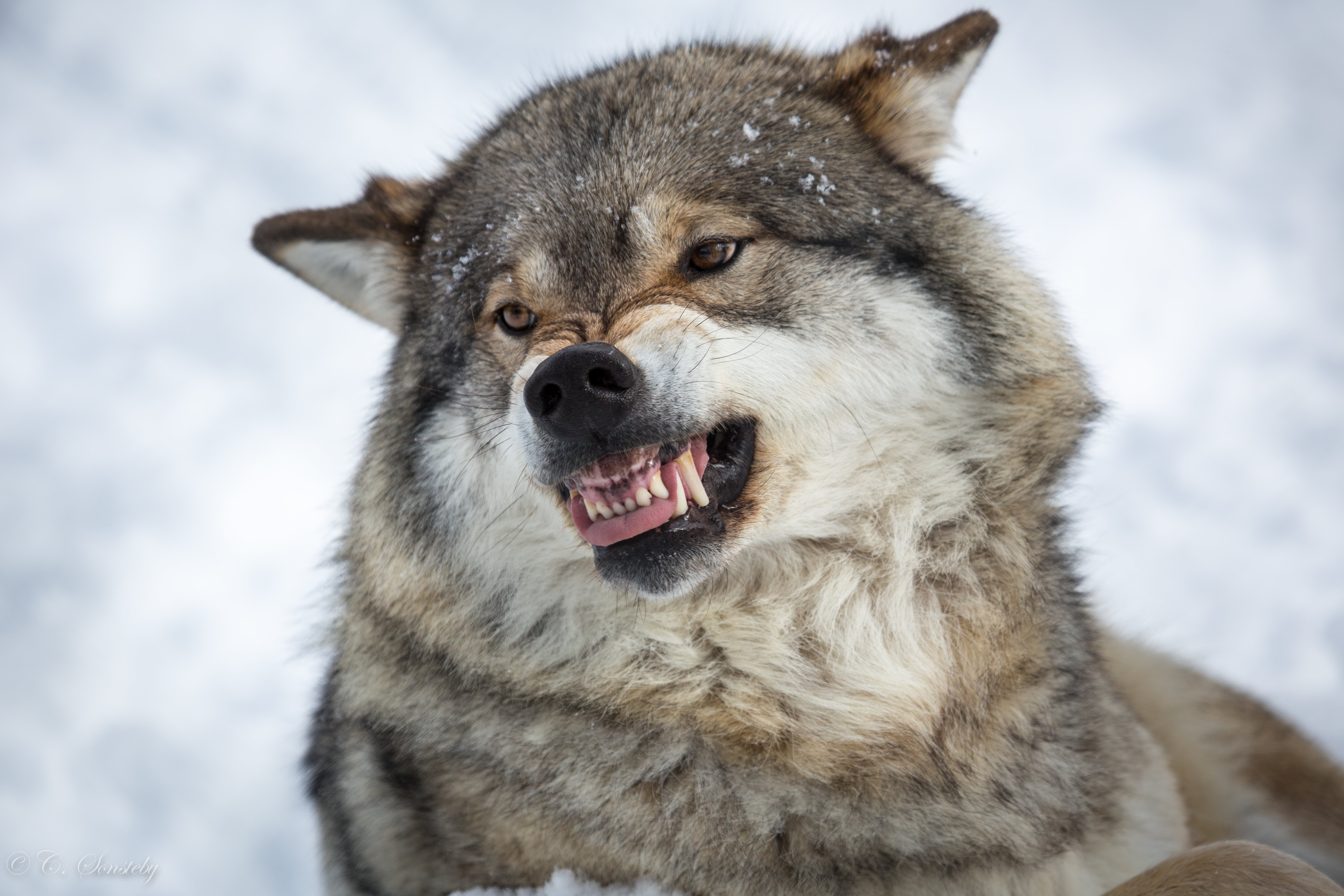 wolves, Roar, Animals, Wolf Wallpaper