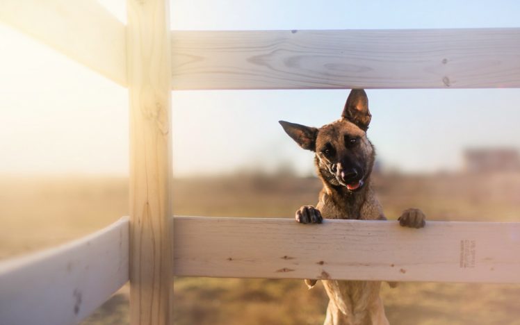 dogs, Shepherd, Fence, Animals HD Wallpaper Desktop Background