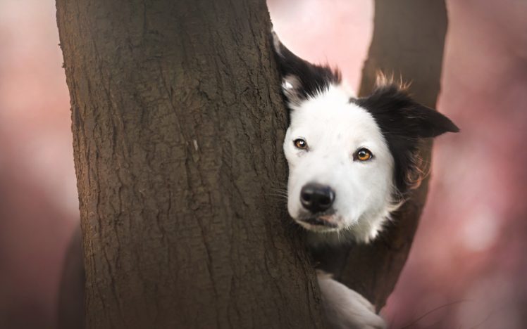 dogs, Trunk, Tree, Glance, Animals HD Wallpaper Desktop Background