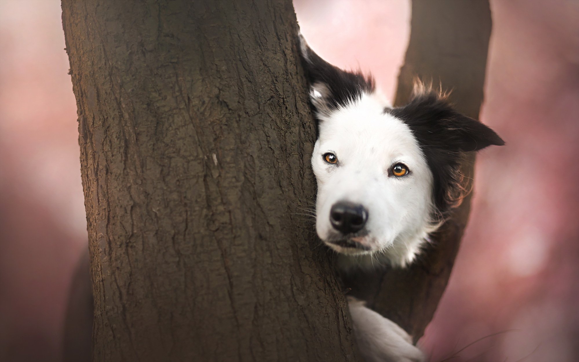dogs, Trunk, Tree, Glance, Animals Wallpaper