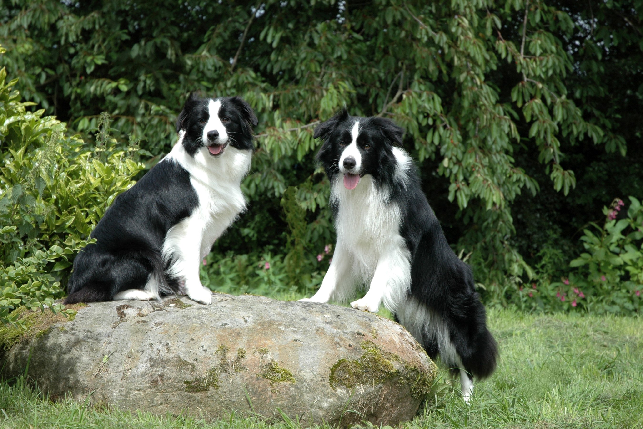 dogs, Stones, Two, Border, Collie, Animals Wallpaper