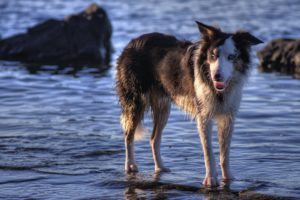 dogs, Water, Animals, Wallpapers