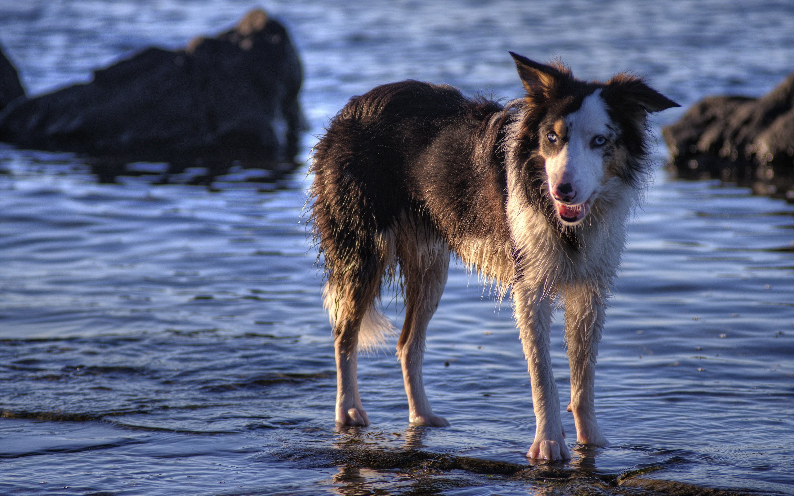 dogs, Water, Animals, Wallpapers Wallpaper