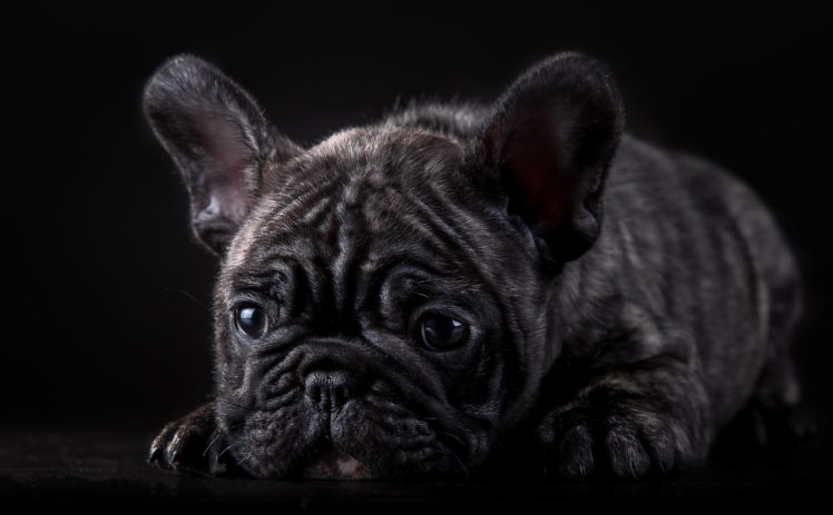 black, Glance, Bulldog, Animals HD Wallpaper Desktop Background