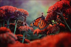 butterflies, Animals, Butterfly
