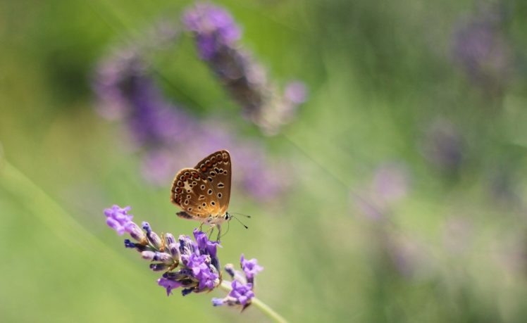 butterflies, Animals, Butterfly HD Wallpaper Desktop Background