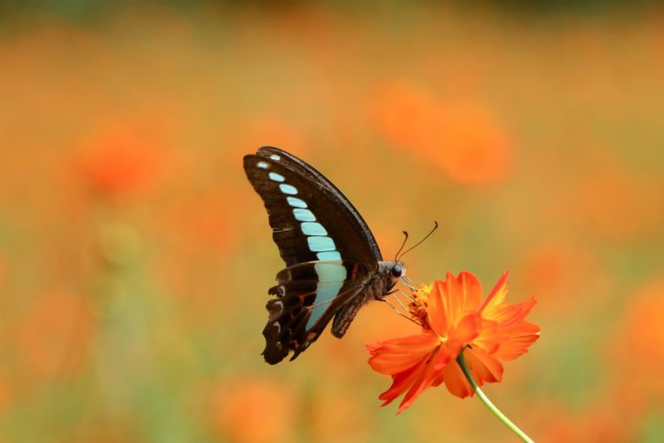 butterflies, Animals, Butterfly HD Wallpaper Desktop Background