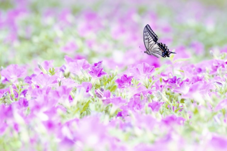 butterflies, Animals, Flowers, Butterfly HD Wallpaper Desktop Background