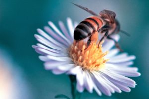 closeup, Bee, Animals, Flowers