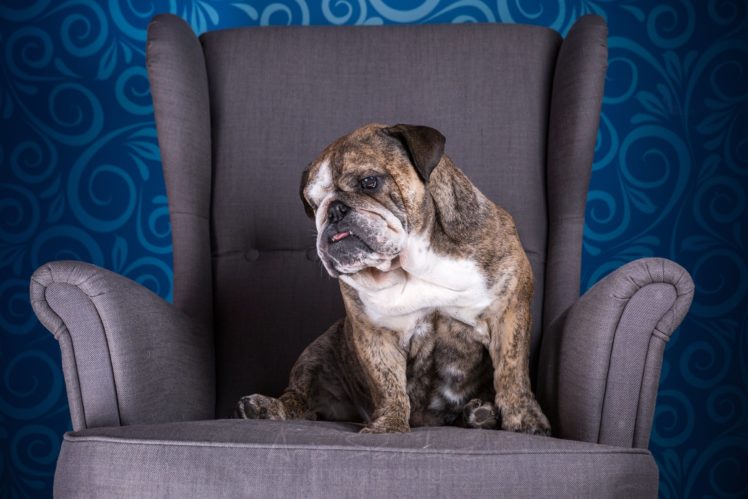 dogs, Bulldog, Armchair, Animals HD Wallpaper Desktop Background