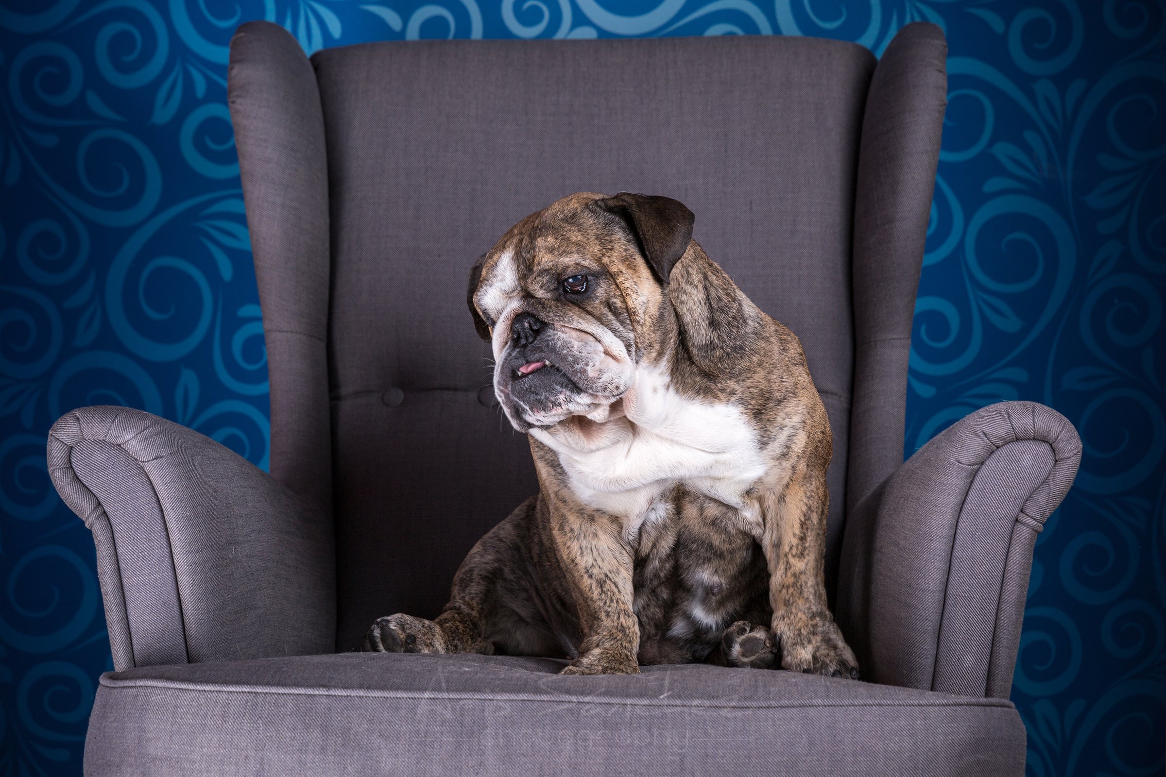 dogs, Bulldog, Armchair, Animals Wallpaper
