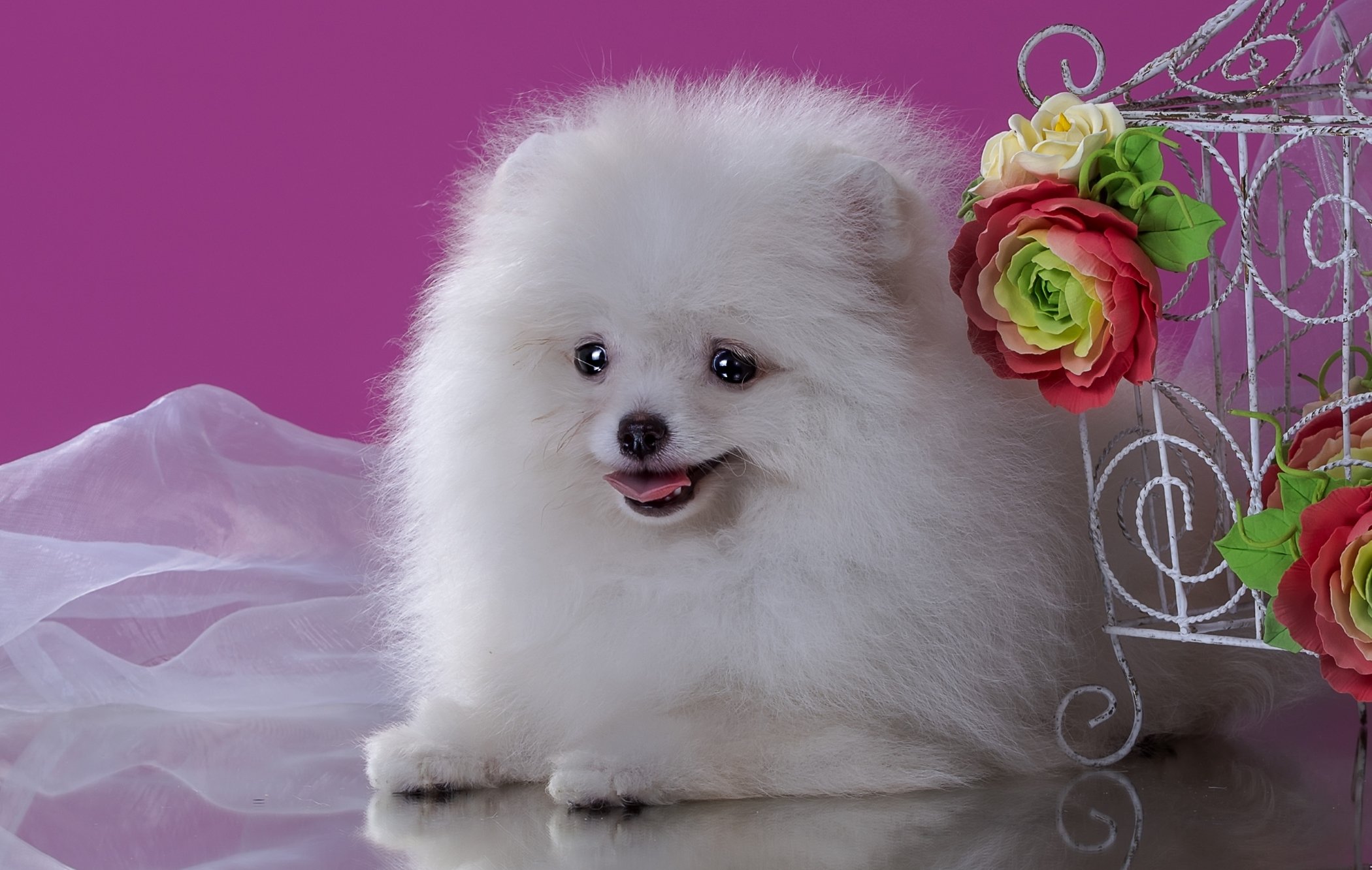 spitz, White, Animals Wallpaper