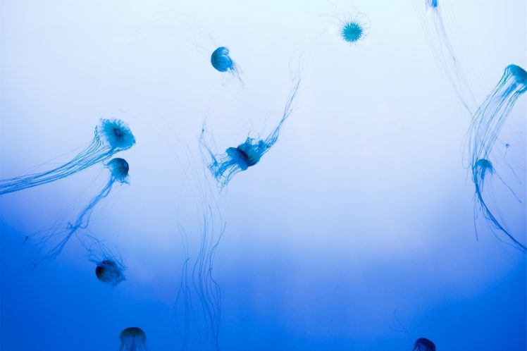 underwater, World, Jellyfish, Animals HD Wallpaper Desktop Background