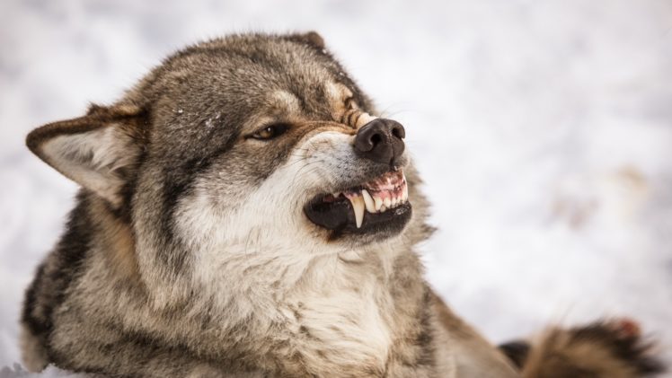 wolves, Roar, Animals, Wolf HD Wallpaper Desktop Background