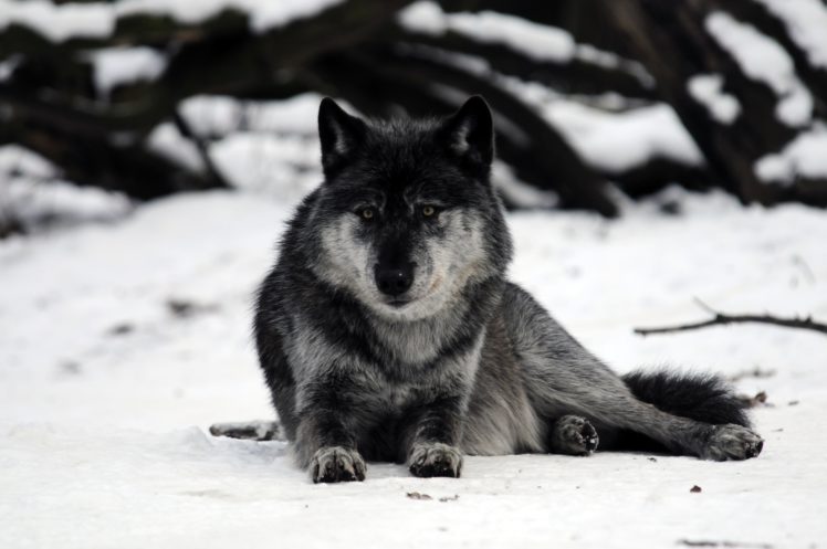 wolves, Snow, Animals, Wolf HD Wallpaper Desktop Background