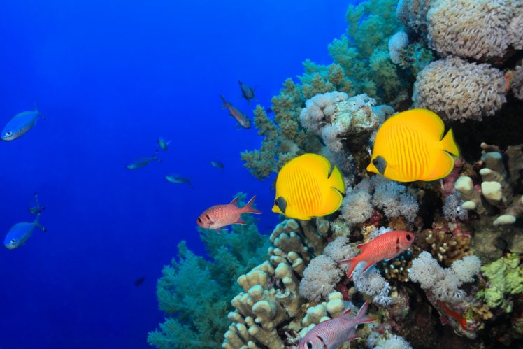 underwater, World, Fish, Corals, Animals HD Wallpaper Desktop Background