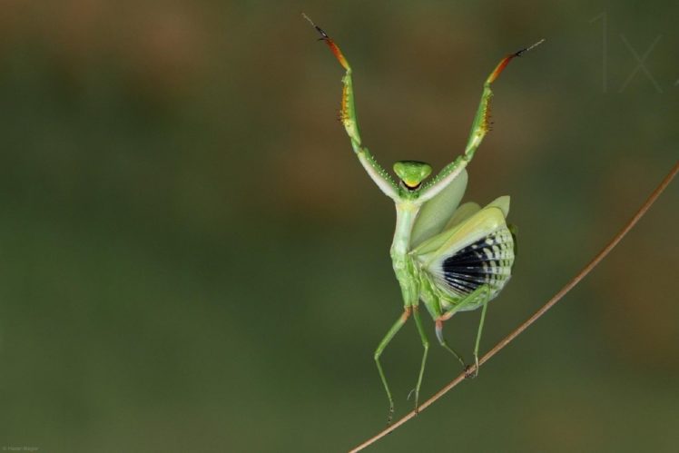 mante, Religieuse, Mantis, Insects, Nature HD Wallpaper Desktop Background