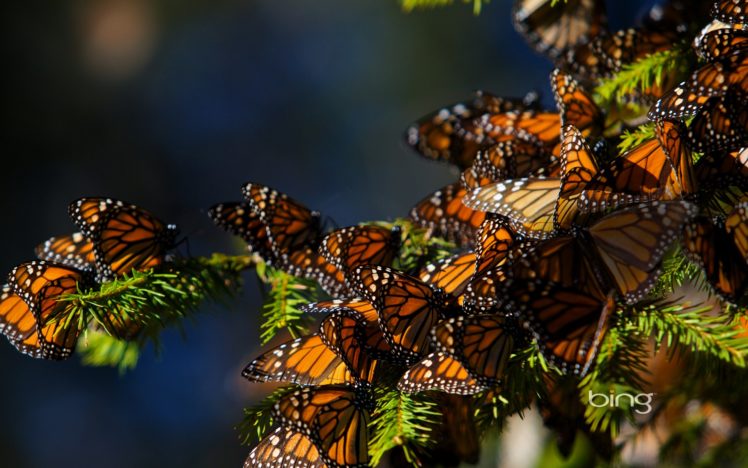 nature, Butterfly, Bugs HD Wallpaper Desktop Background