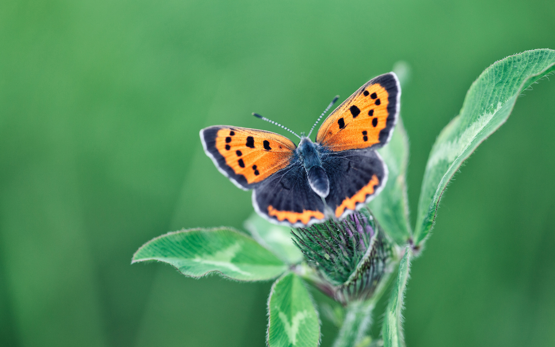 butterfly, Macro, Green Wallpaper