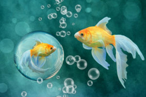fish, Bubbles, Gold, Goldfish, Underwater, Bokeh
