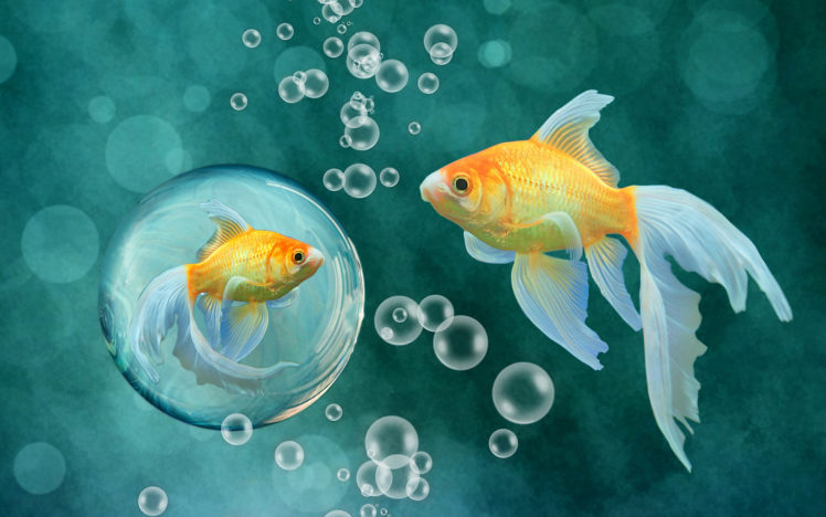 fish, Bubbles, Gold, Goldfish, Underwater, Bokeh HD Wallpaper Desktop Background