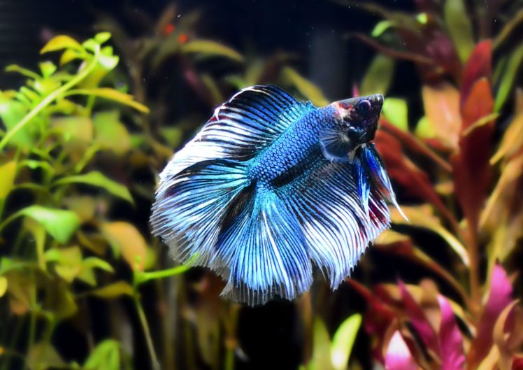 betta, Siamese, Fighting, Fish, Underwater, Tropical, Psychedelic ...