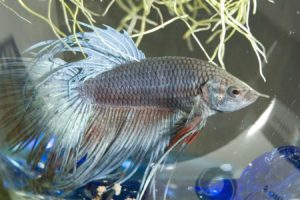 betta, Siamese, Fighting, Fish, Underwater, Tropical, Psychedelic